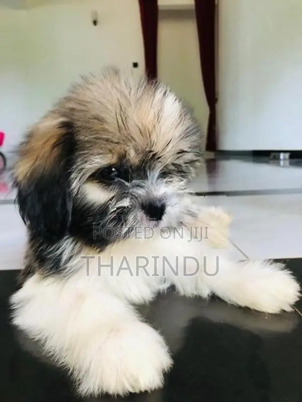 Shih Tzu