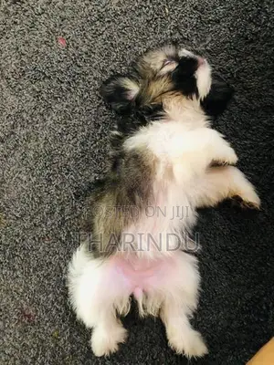 Shih Tzu