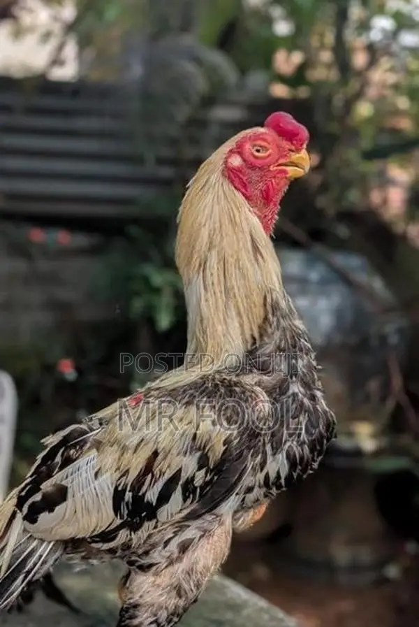 Parrot Beak Rooster