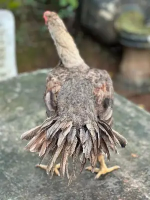 Parrot Beak Rooster