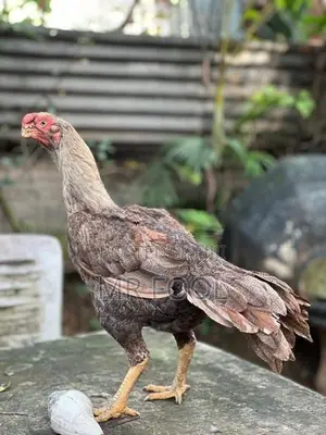 Parrot Beak Rooster