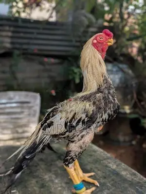 Parrot Beak Rooster