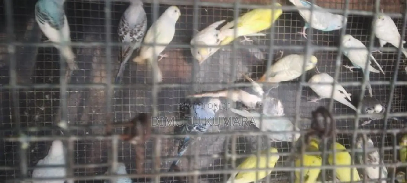 Love Birds Normal Red I Rainbow Vikenemata Atha