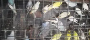 Love Birds Normal Red I Rainbow Vikenemata Atha