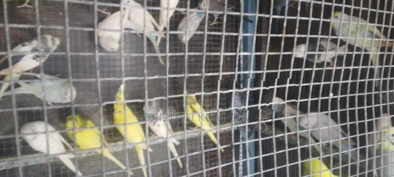 Love Birds Normal Red I Rainbow Vikenemata Atha