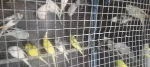 Love Birds Normal Red I Rainbow Vikenemata Atha