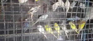 Love Birds Normal Red I Rainbow Vikenemata Atha