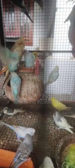 Love Birds Normal Red I Rainbow Vikenemata Atha