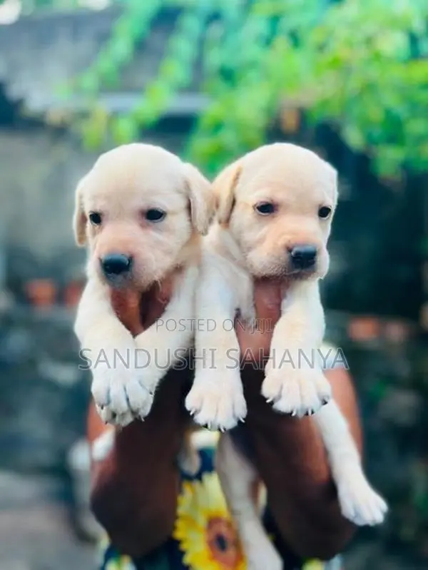 CKC Registered Labrador Retriever Puppies