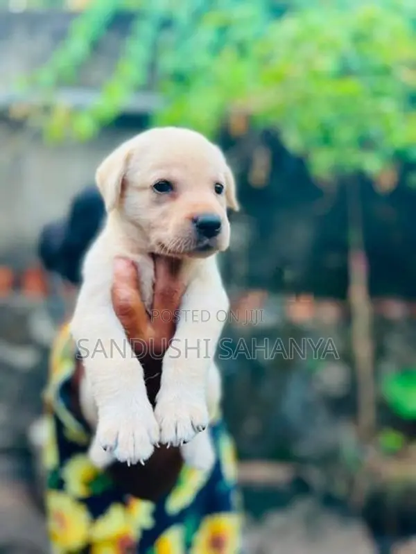 CKC Registered Labrador Retriever Puppies