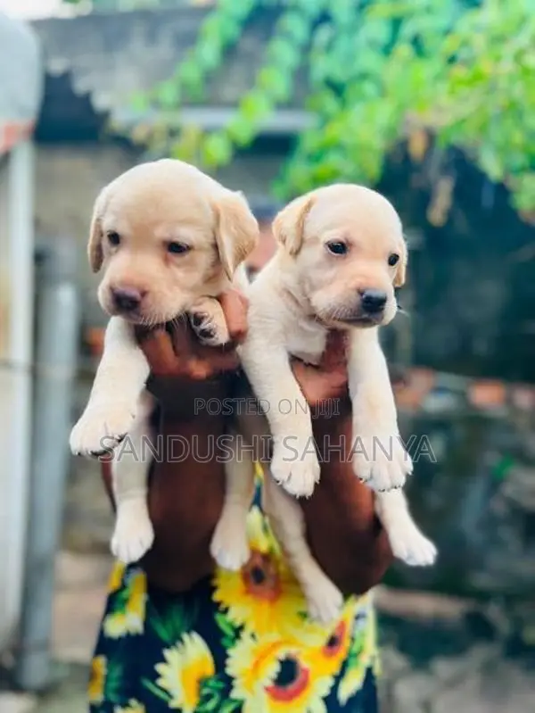 CKC Registered Labrador Retriever Puppies