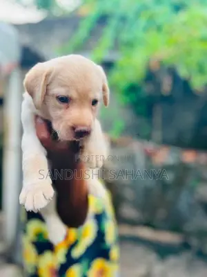 CKC Registered Labrador Retriever Puppies