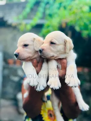 CKC Registered Labrador Retriever Puppies