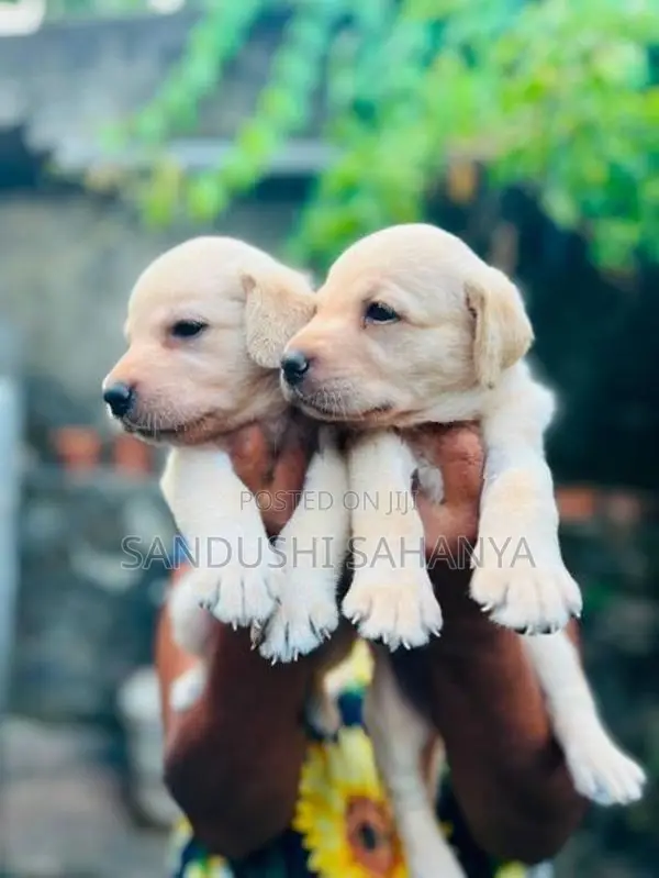 CKC Registered Labrador Retriever Puppies