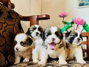 Shih Tzu Puppies