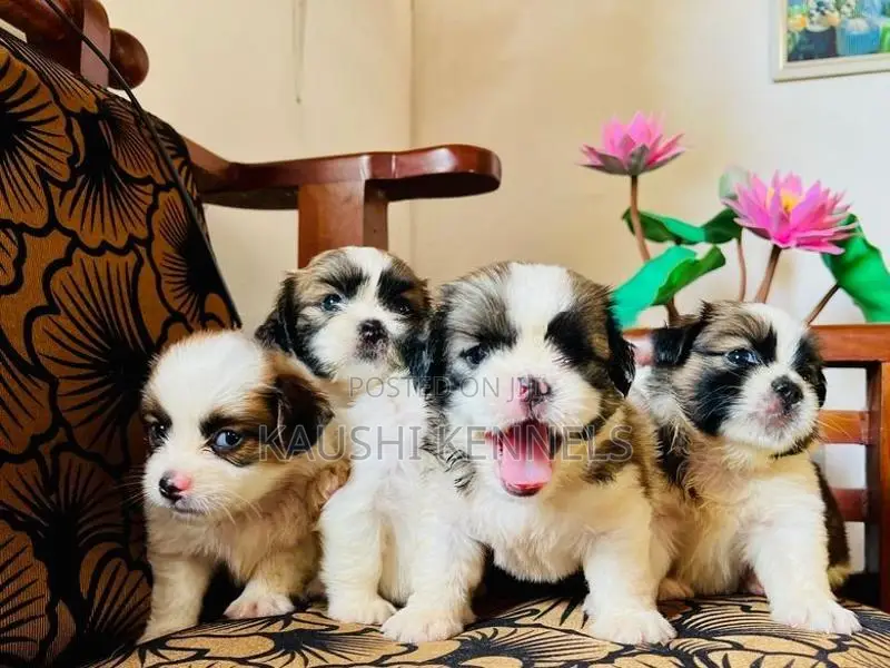 Shih Tzu Puppies