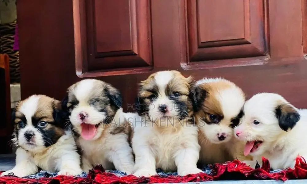 Shih Tzu Puppies