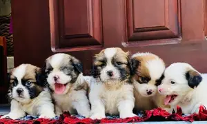 Shih Tzu Puppies