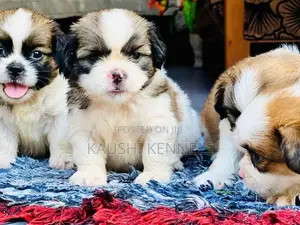 Shih Tzu Puppies