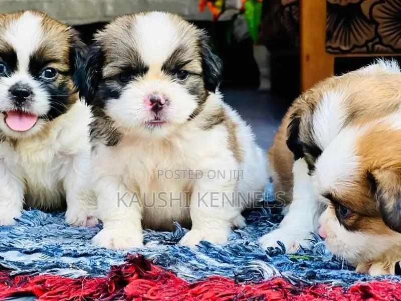 Shih Tzu Puppies
