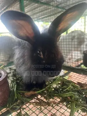 Angora Rabbits
