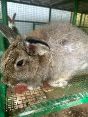 Angora Rabbits