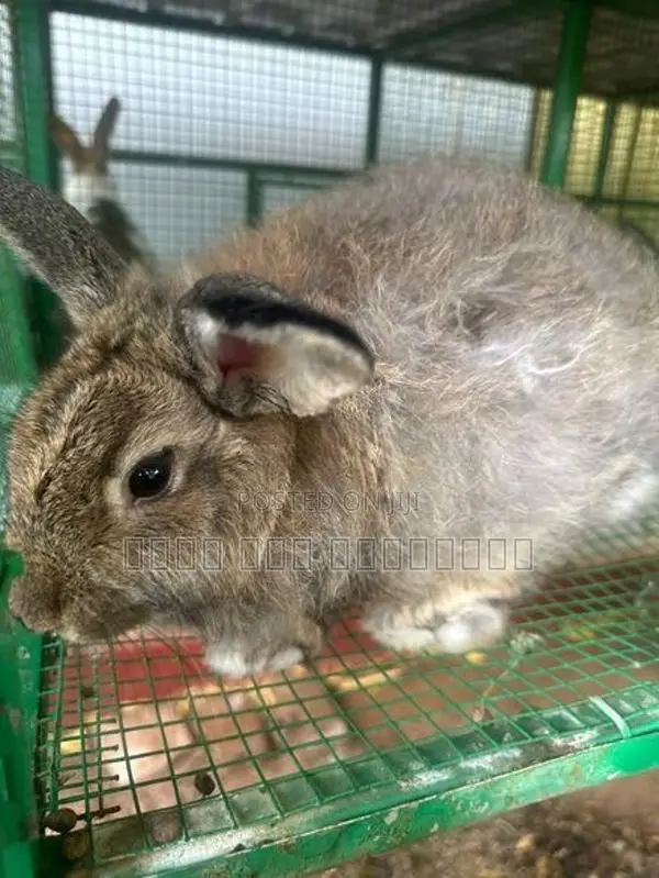 Angora Rabbits