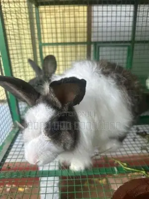 Angora Rabbits