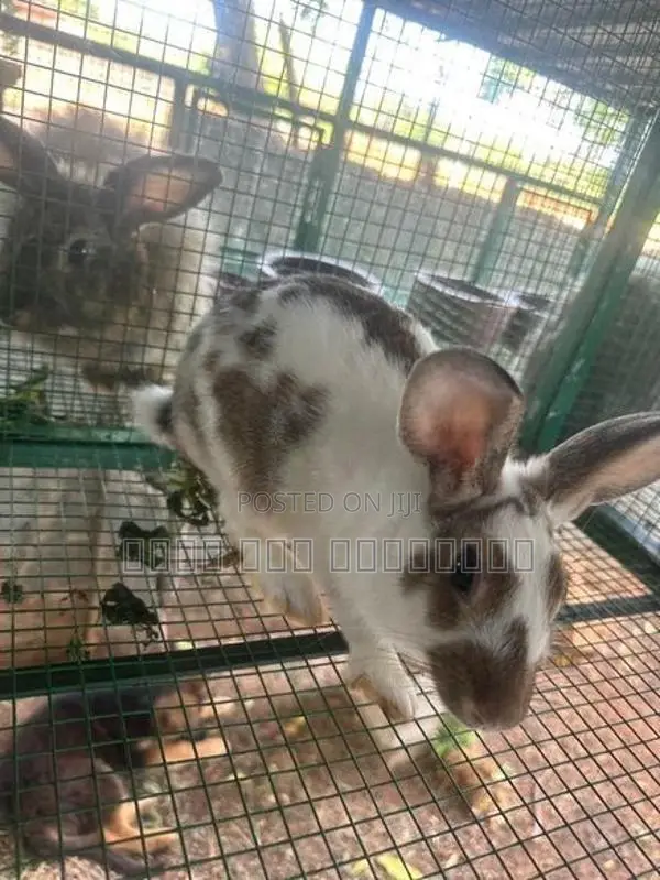 Angora Rabbits