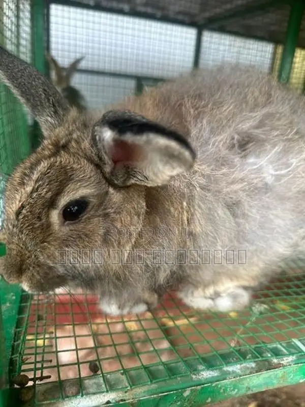 Angora Rabbits
