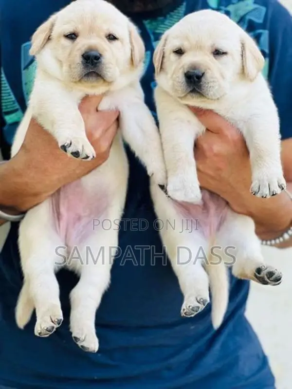 Labrador Puppies Registered (Kasl FCI)
