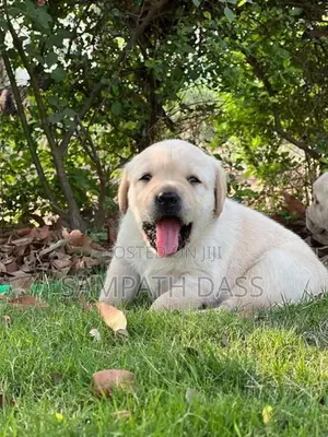 Labrador Puppies Registered (Kasl FCI)
