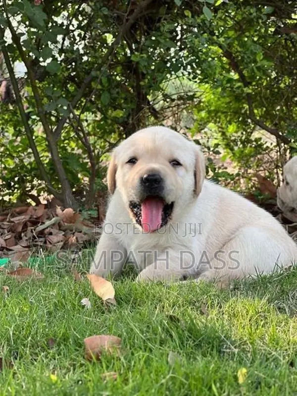 Labrador Puppies Registered (Kasl FCI)