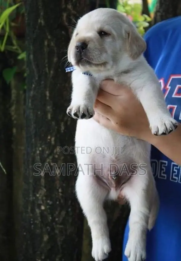 Labrador Puppies Registered (Kasl FCI)