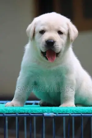 Labrador Puppies Registered (Kasl FCI)