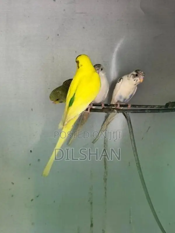 Love Birds