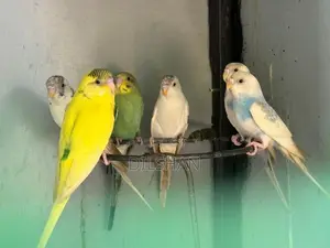 Love Birds