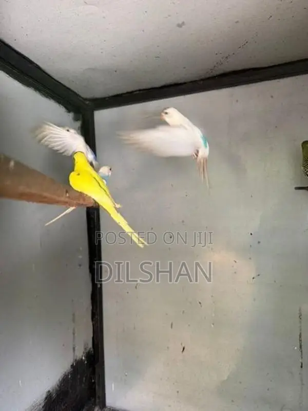Love Birds