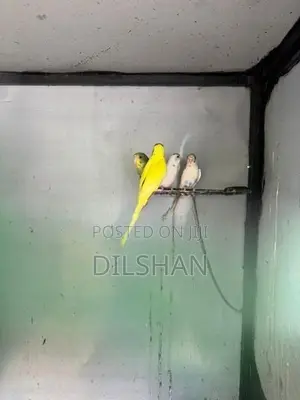 Love Birds