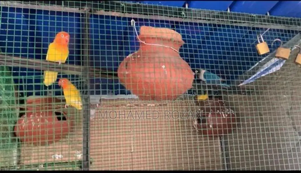 African Lovebirds