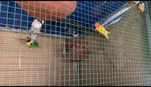 African Lovebirds