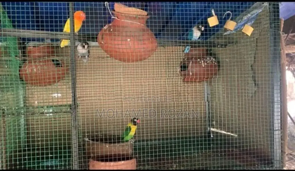African Lovebirds
