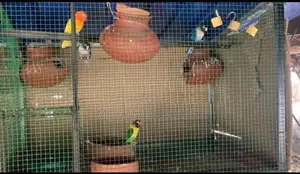 African Lovebirds