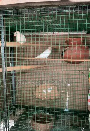 African Lovebirds