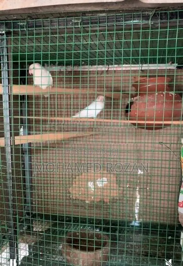 African Lovebirds