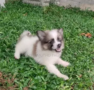 Japanese Spitz Puppies