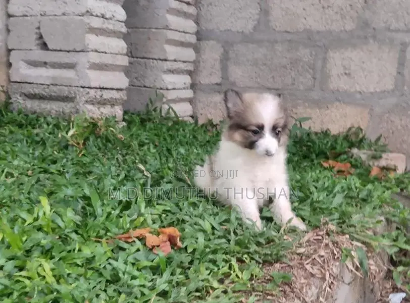 Japanese Spitz Puppies