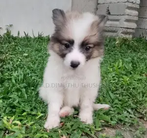 Japanese Spitz Puppies