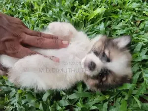 Japanese Spitz Puppies