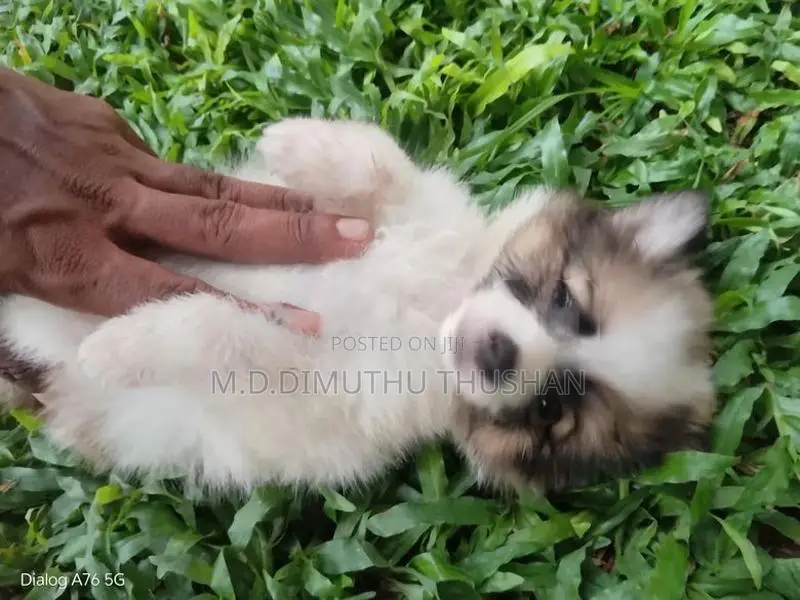 Japanese Spitz Puppies